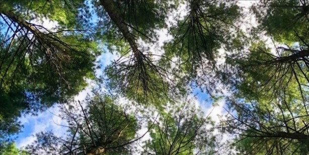 Foto - Orman içinde keşfedilen dev virüsler, böylesi daha önce hiç görülmedi! bilim insanlarını hayrete düşürdü! İnanılmaz