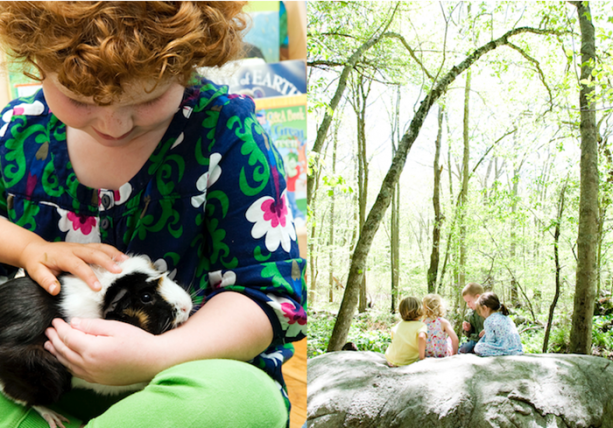 Foto - Orman okullarına hayran kalacaksınız!