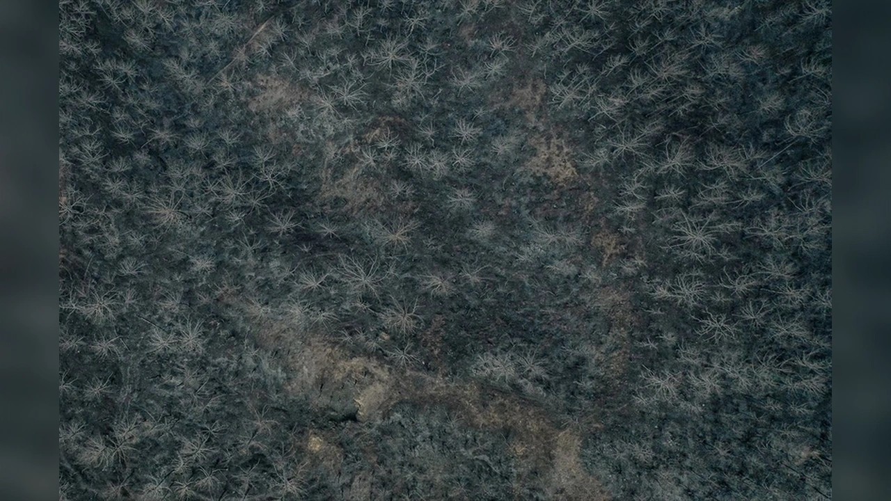 Foto - Orman yangını sonrası kahreden fotoğraflar!