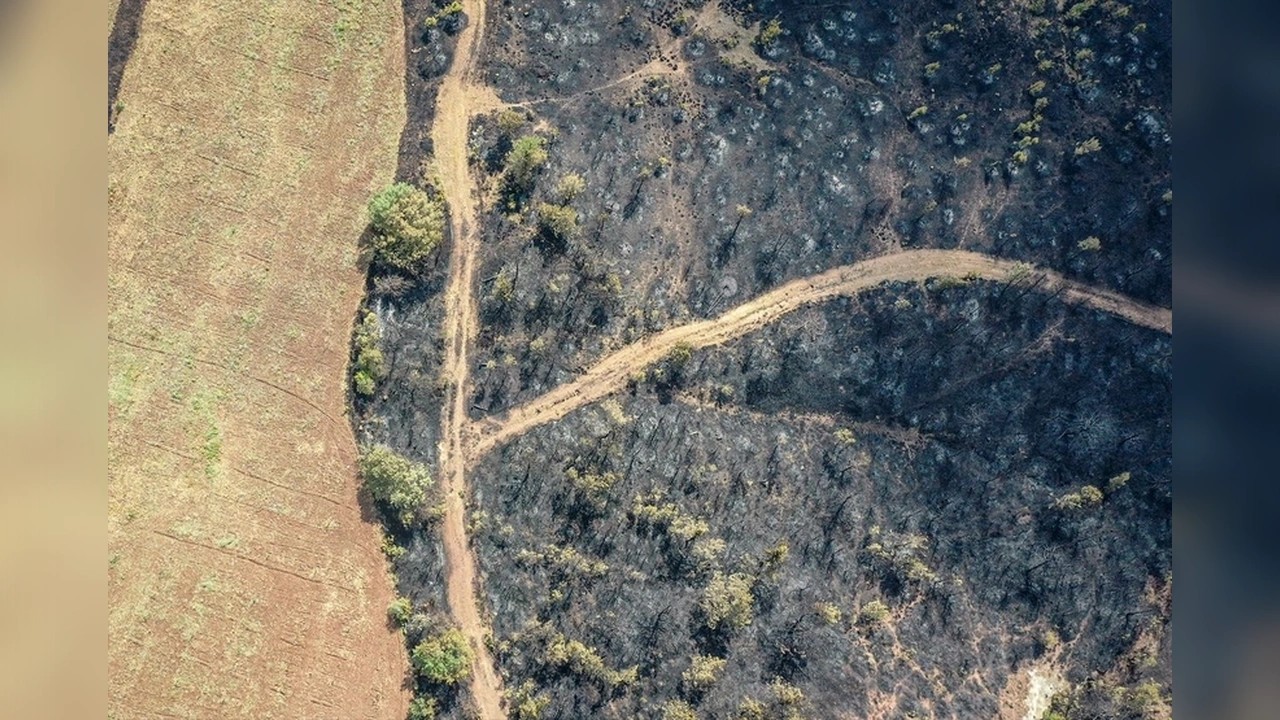 Foto - Orman yangını sonrası kahreden fotoğraflar!