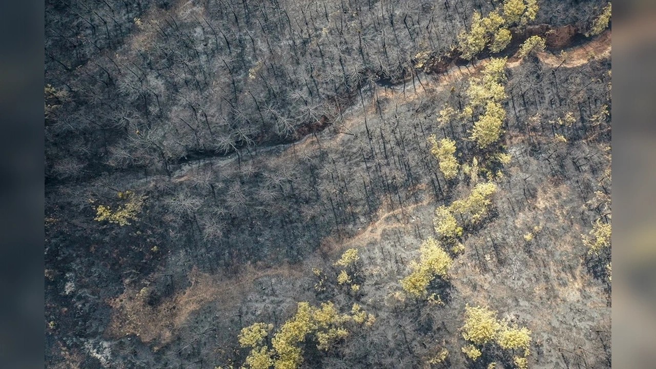 Foto - Orman yangını sonrası kahreden fotoğraflar!