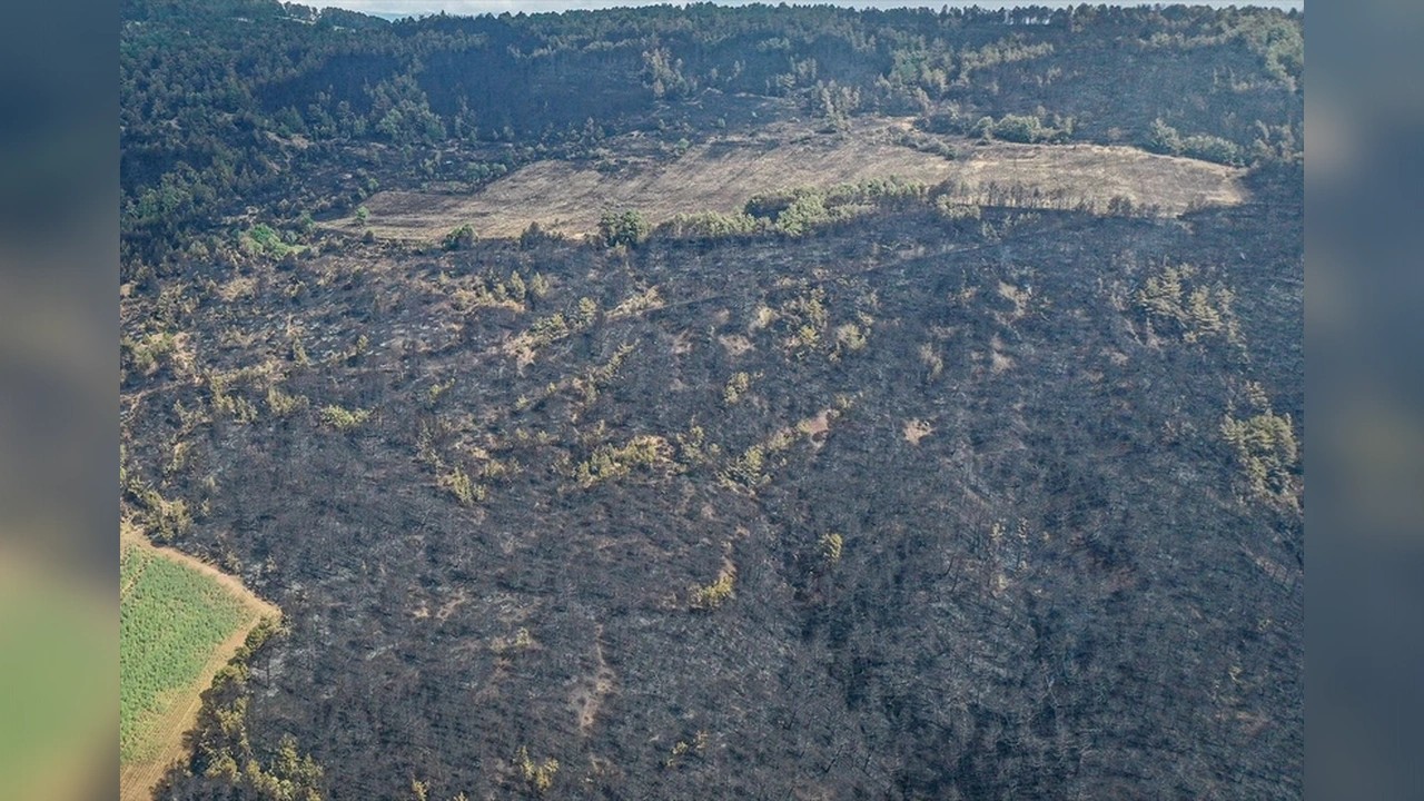 Foto - Orman yangını sonrası kahreden fotoğraflar!