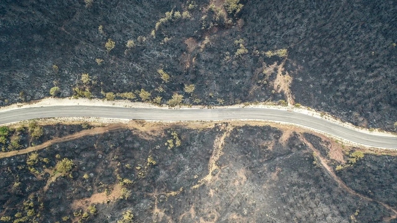 Foto - Orman yangını sonrası kahreden fotoğraflar!