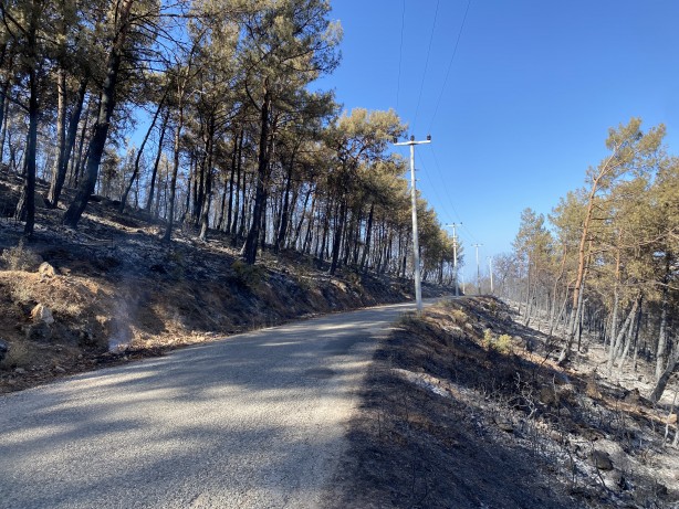 Foto - Orman yangını sonrası kahreden manzara