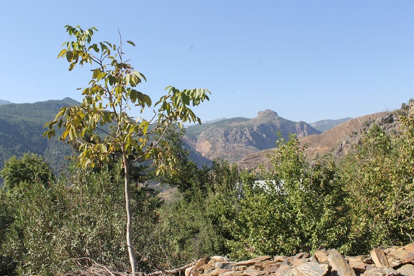 Foto - Orman yangınında küle dönmüştü! 2 yılda büyük değişim