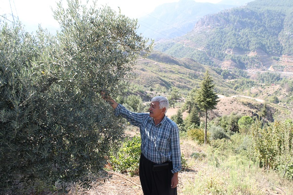 Foto - Orman yangınında küle dönmüştü! 2 yılda büyük değişim