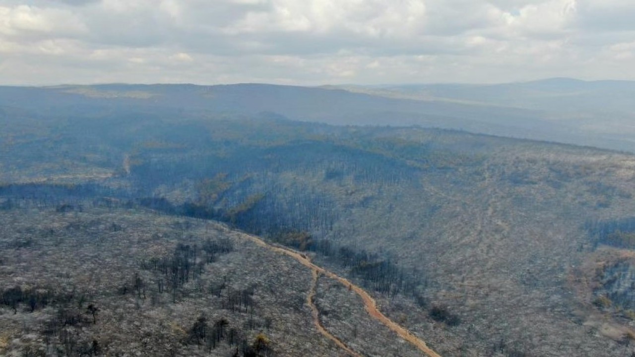 Orman yangınının bıraktığı acı tablo böyle görüntülendi