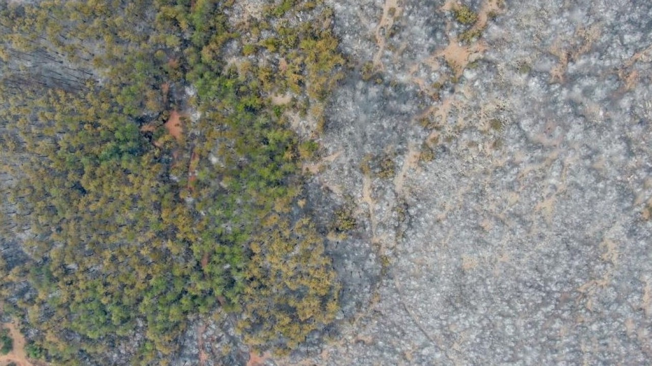 Foto - Orman yangınının bıraktığı acı tablo böyle görüntülendi