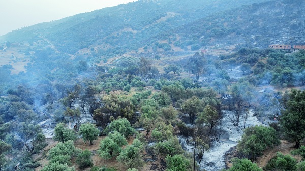 Foto - Orman yangınları can aldı
