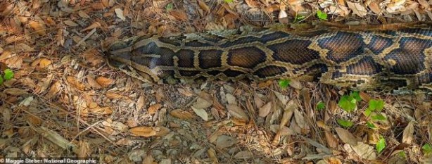 Foto - Ormana giden araştırmacılar şok oldu! Bunu beklemiyorlardı