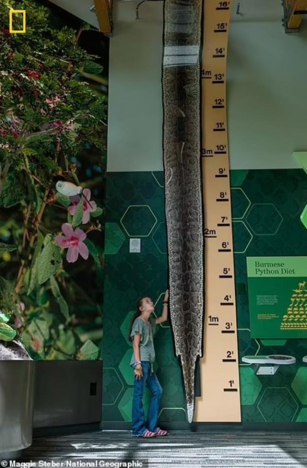 Foto - Ormana giden araştırmacılar şok oldu! Bunu beklemiyorlardı