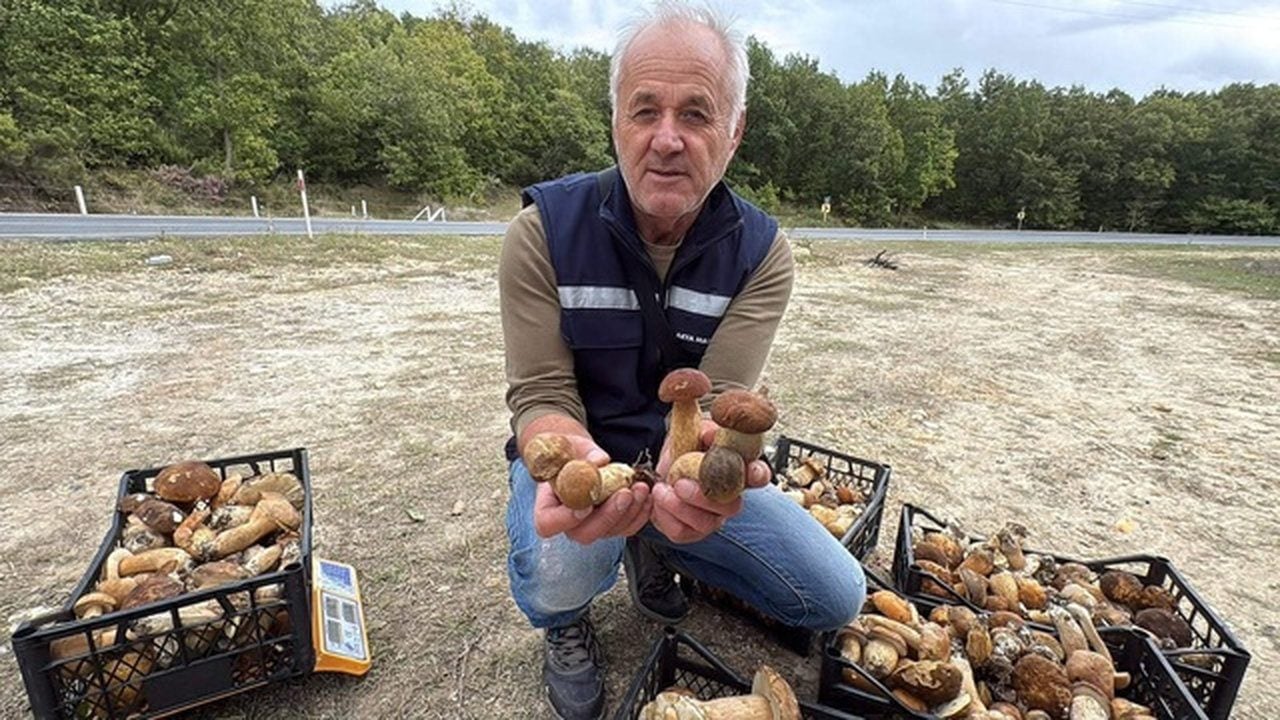 Foto - Ormana girip topluyorlar, Avrupa ülkelerine peynir ekmek gibi satıyorlar! Bir günde tam 7 bin 500 TL kazanıyorlar