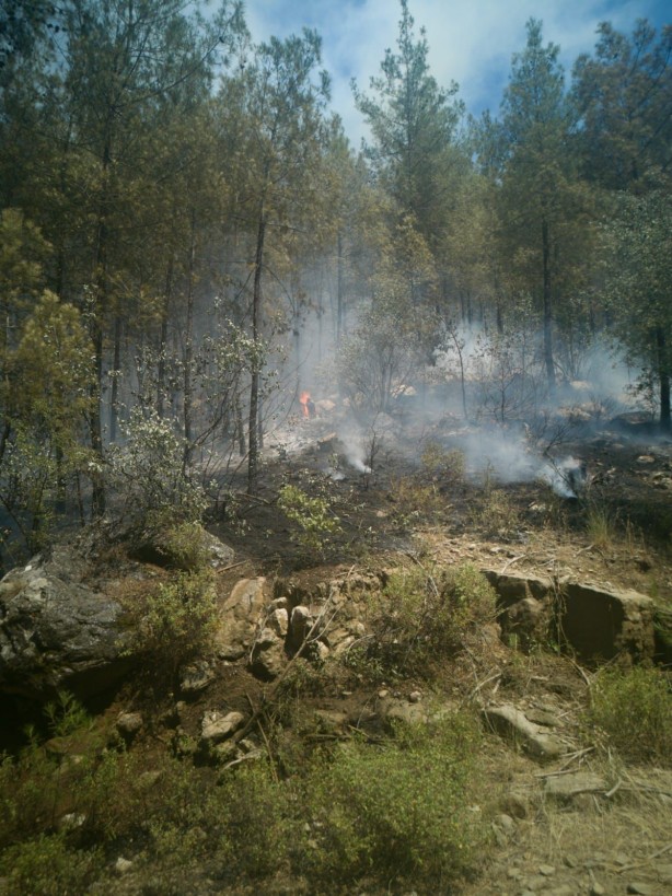 Foto - Ormancıya kızıp orman yakan çoban