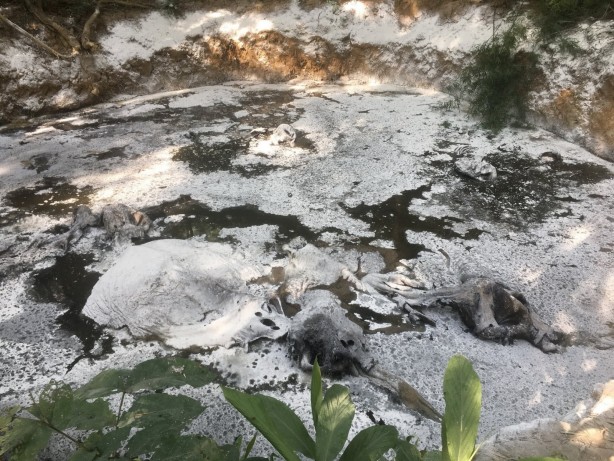 Foto - Ormanda bir çukurun içerisinde 5 ölü fil bulundu!