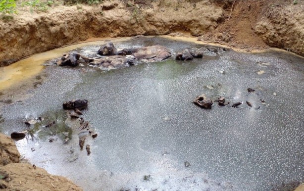 Ormanda bir çukurun içerisinde 5 ölü fil bulundu!