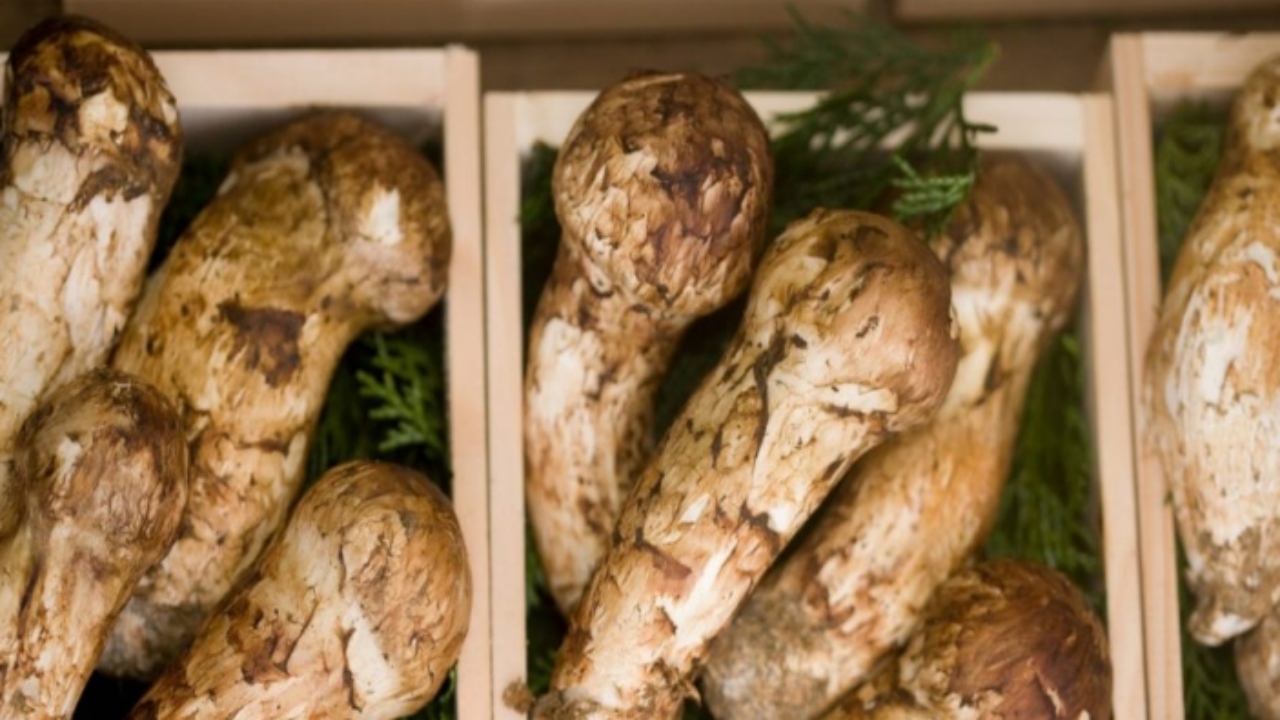 Foto - Ormanda bulundu, Türkiye’de satışı yasak! Kilosu küçük bir servet değerinde