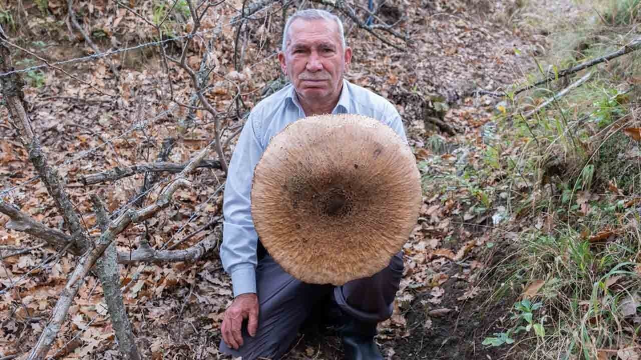 Foto - Ormanda dev sürpriz: Şemsiye mantar sepete sığmadı