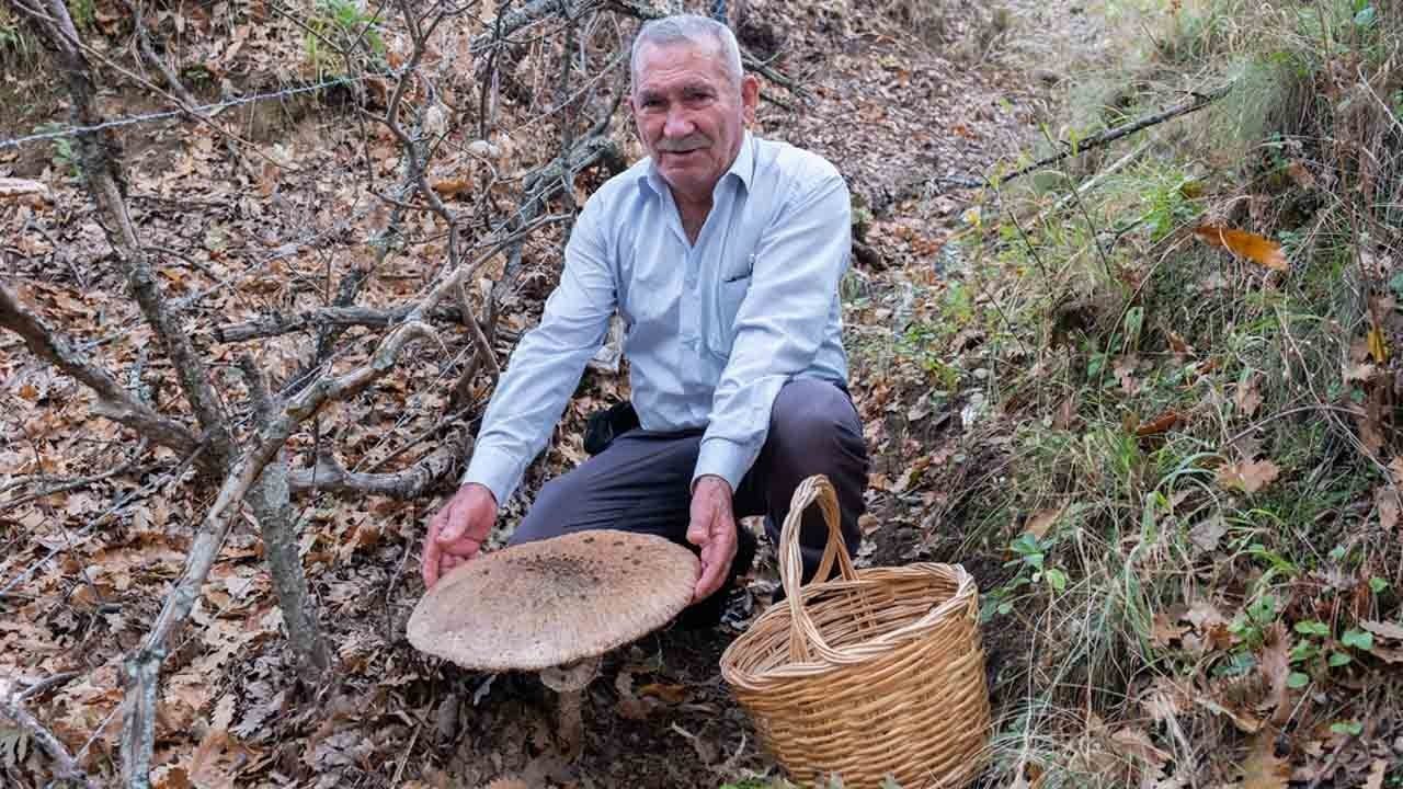Ormanda dev sürpriz: Şemsiye mantar sepete sığmadı