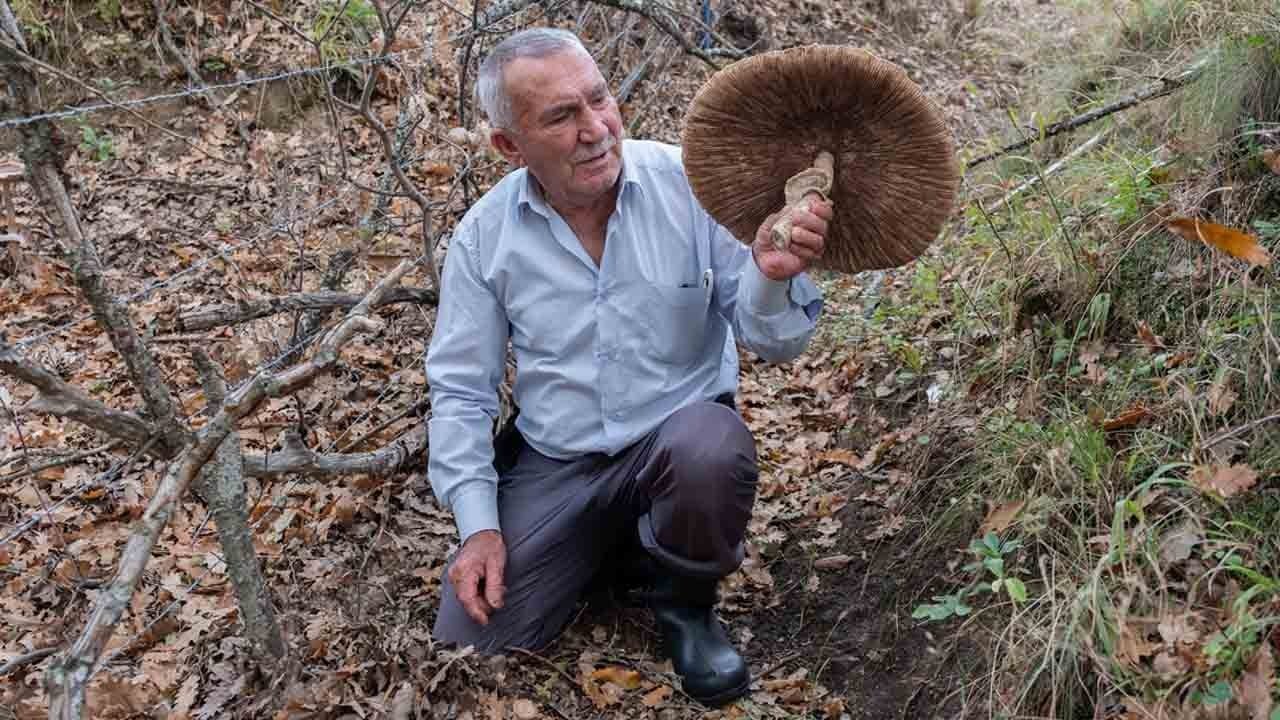 Foto - Ormanda dev sürpriz: Şemsiye mantar sepete sığmadı