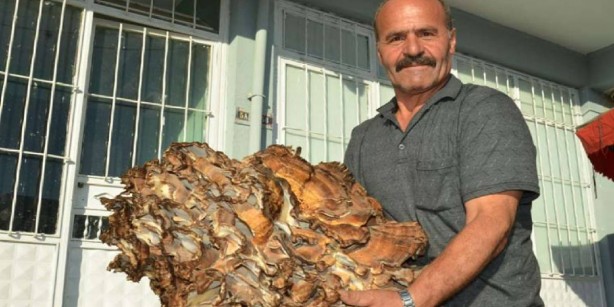 Foto - Ormanda gezerken resmen hazine buldu! Tamı tamına 37 kilo! Onu almak için millet birbirini ezdi