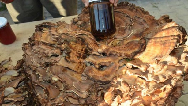 Foto - Ormanda gezerken resmen hazine buldu! Tamı tamına 37 kilo! Onu almak için millet birbirini ezdi