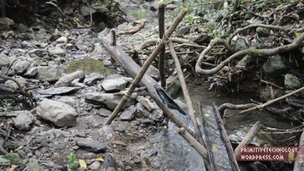 Foto - Ormanda ilginç bir deneyim