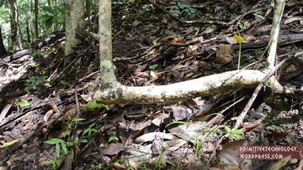 Foto - Ormanda ilginç bir deneyim