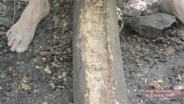 Foto - Ormanda ilginç bir deneyim