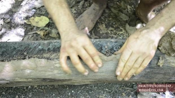 Foto - Ormanda ilginç bir deneyim