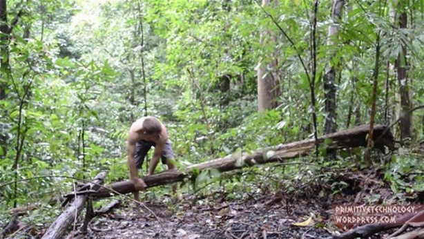 Foto - Ormanda ilginç bir deneyim