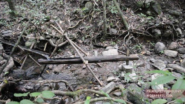 Foto - Ormanda ilginç bir deneyim