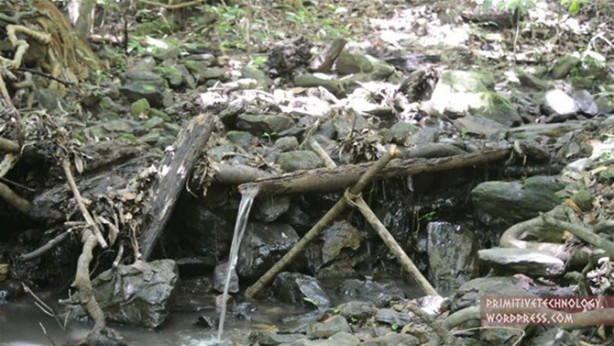 Foto - Ormanda ilginç bir deneyim