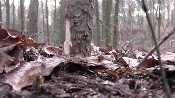 Foto - Ormanda nasıl kulübe yapılır? İşte cevabı...