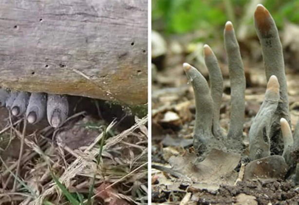 Foto - Ormanda ölü adam parmakları ile karşılaştı! Gerçek ortaya çıkınca şok oldu