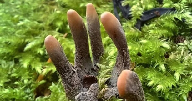 Foto - Ormanda ölü adam parmakları ile karşılaştı! Gerçek ortaya çıkınca şok oldu