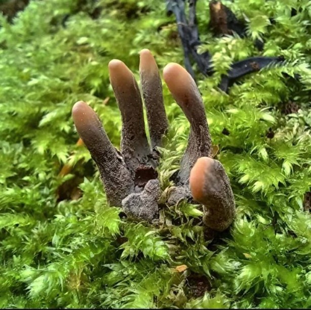 Foto - Ormanda ölü adam parmakları ile karşılaştı! Gerçek ortaya çıkınca şok oldu