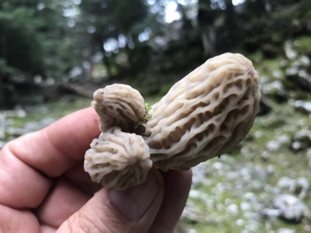 Foto - Ormanda toplayıp tonla para kazanıyor! Kilosu 2 bin 500 TL