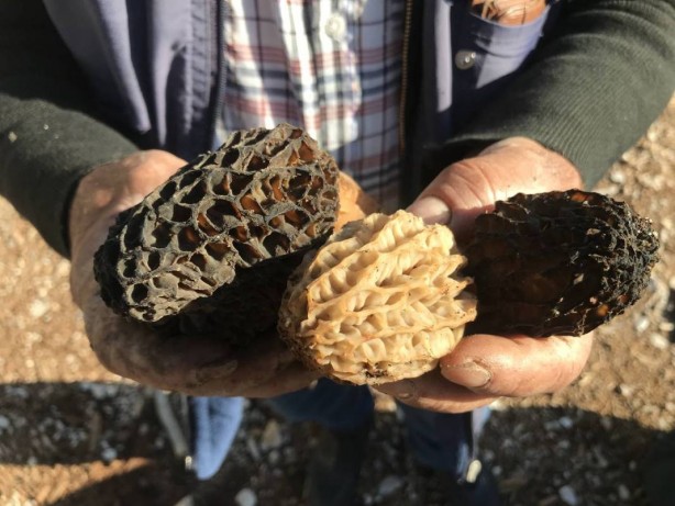 Foto - Ormanda toplayıp tonla para kazanıyor! Kilosu 2 bin 500 TL