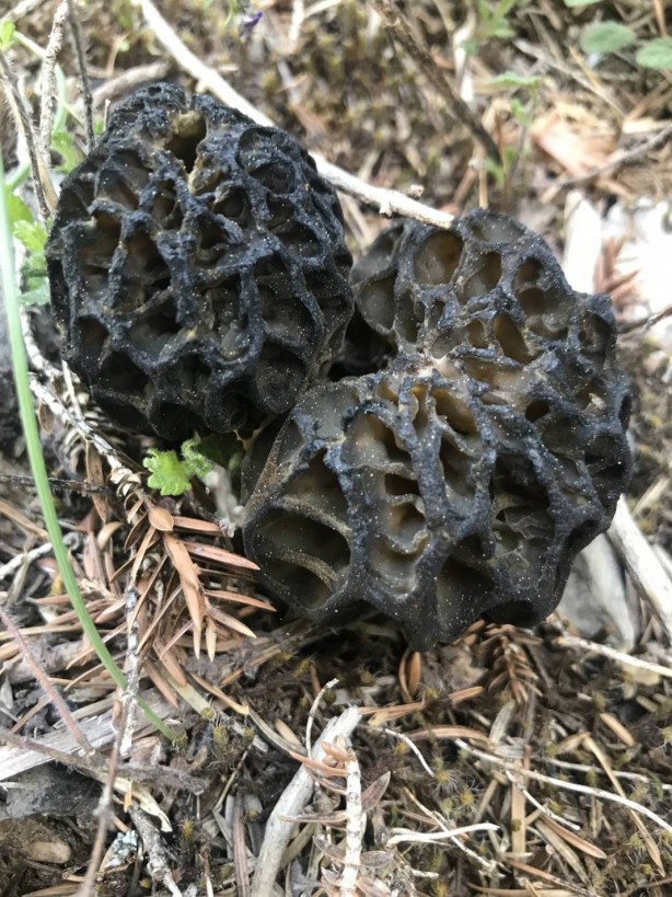 Foto - Ormanda toplayıp tonla para kazanıyor! Kilosu 2 bin 500 TL