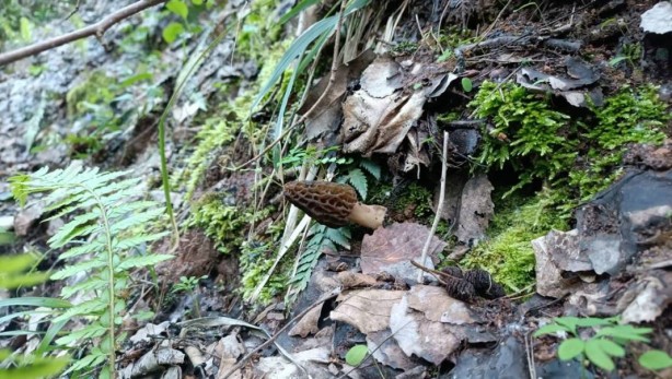 Foto - Ormanda toplayıp tonla para kazanıyor! Kilosu 2 bin 500 TL