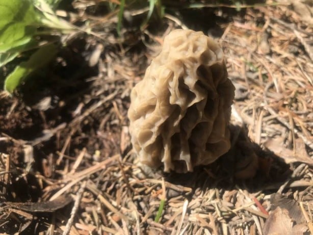 Foto - Ormanda toplayıp tonla para kazanıyor! Kilosu 2 bin 500 TL