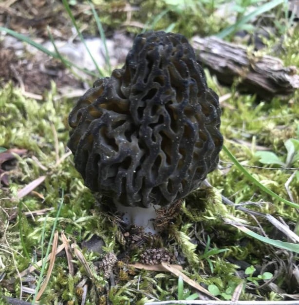 Foto - Ormanda toplayıp tonla para kazanıyor! Kilosu 2 bin 500 TL