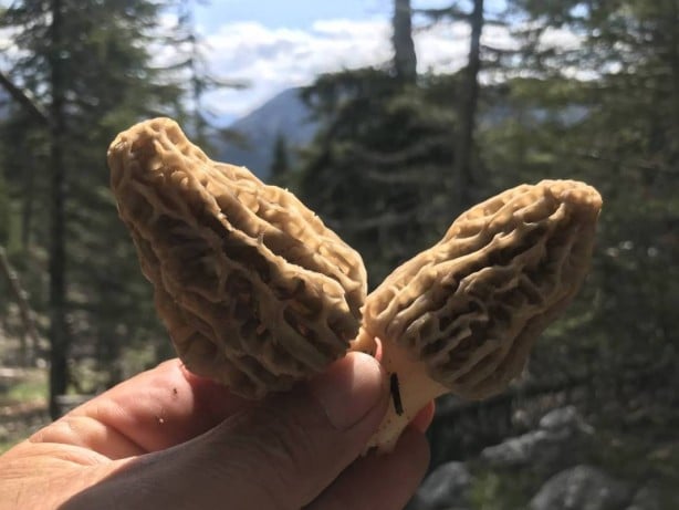 Foto - Ormanda toplayıp tonla para kazanıyor! Kilosu 2 bin 500 TL