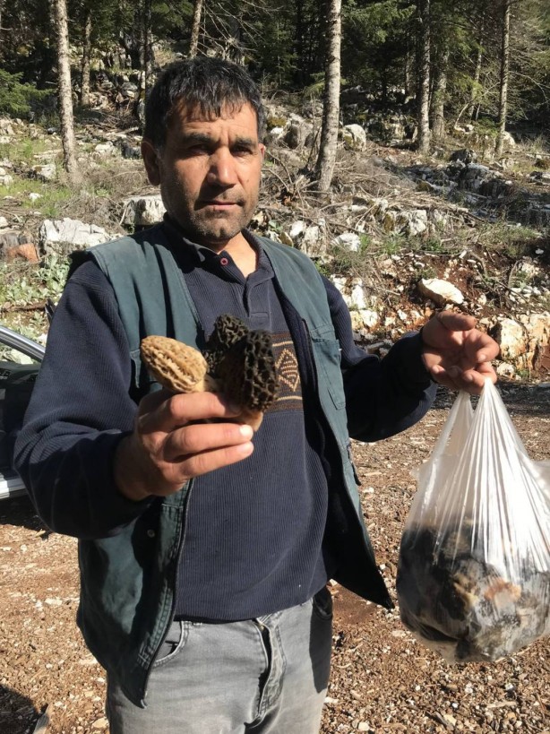 Ormanda toplayıp tonla para kazanıyor! Kilosu 2 bin 500 TL