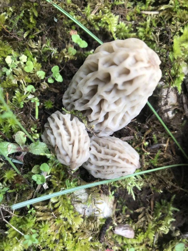 Foto - Ormanda toplayıp tonla para kazanıyor! Kilosu 2 bin 500 TL