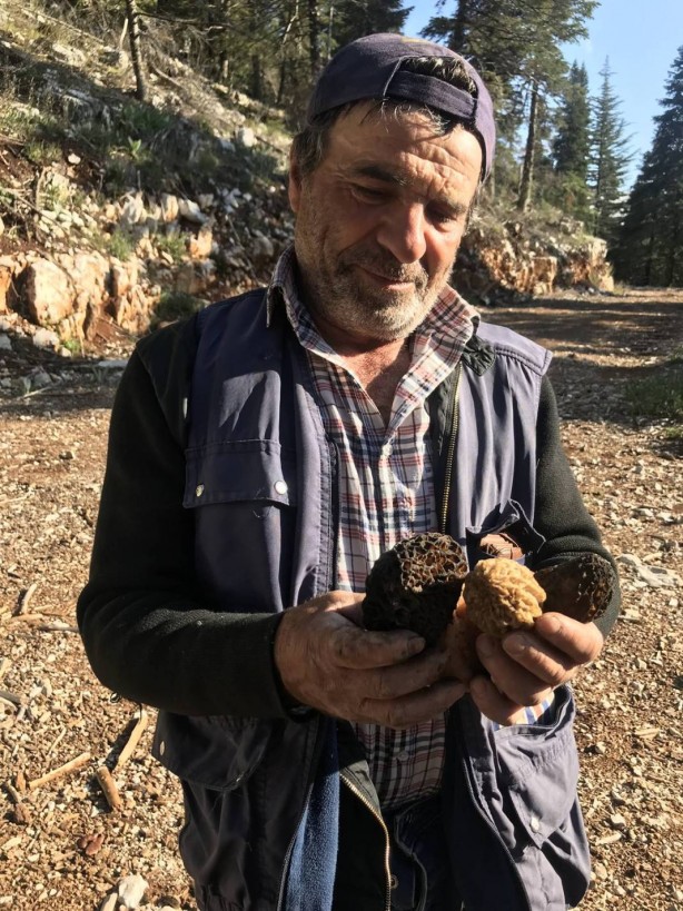 Foto - Ormanda toplayıp tonla para kazanıyor! Kilosu 2 bin 500 TL