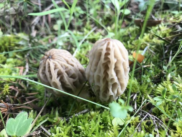 Foto - Ormanda toplayıp tonla para kazanıyor! Kilosu 2 bin 500 TL