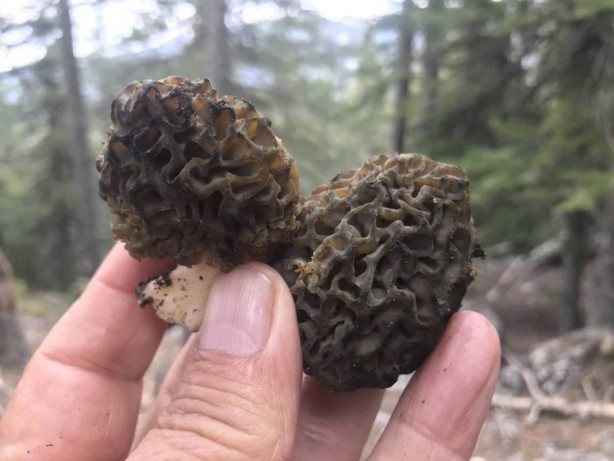 Foto - Ormanda toplayıp tonla para kazanıyor! Kilosu 2 bin 500 TL