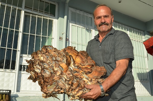 Foto - Ormanda yürürken buldu! Kilo kilo satmaya başladı