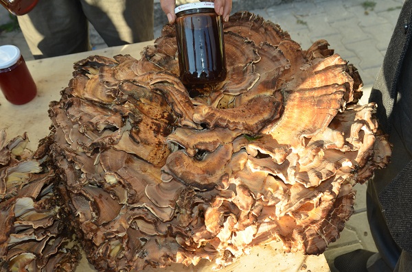 Foto - Ormanda yürürken buldu! Kilo kilo satmaya başladı